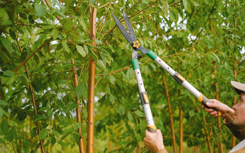 Tree trimming in Wapakoneta, OH